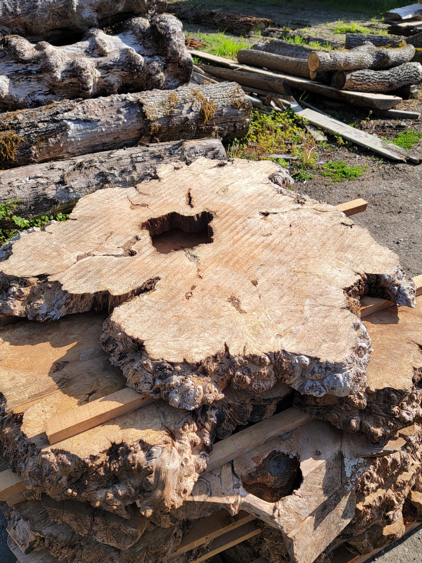 Natural Live Edge Maple Burl Wood Slab Dinning Coffee Table
