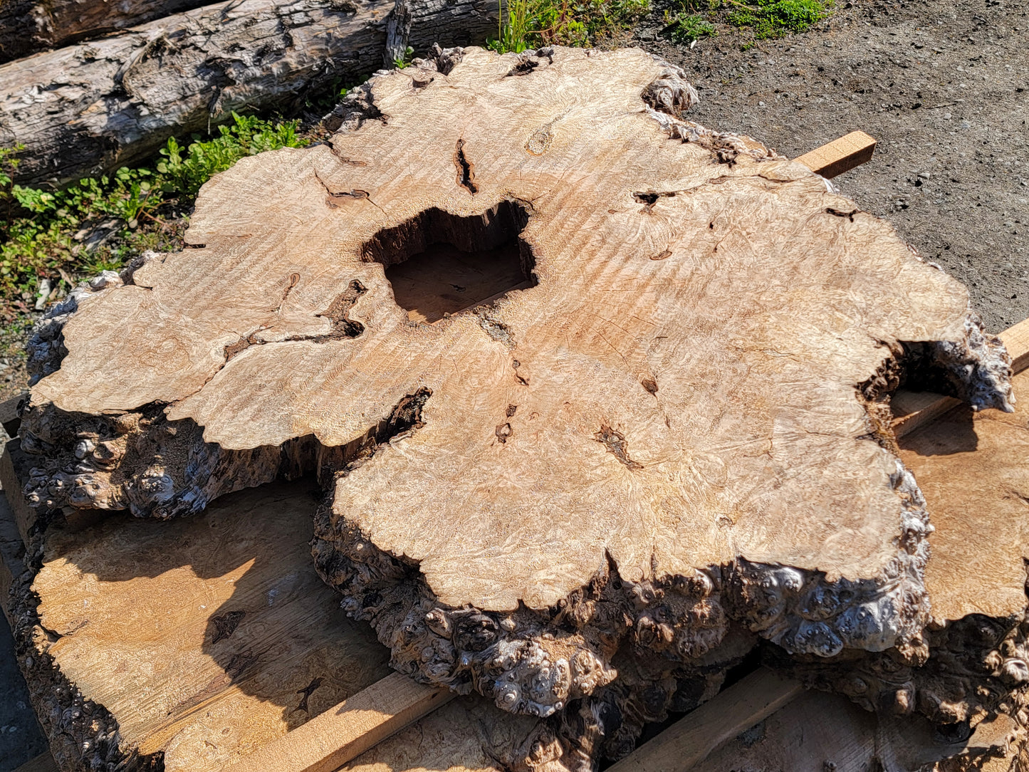 Natural Live Edge Maple Burl Wood Slab Dinning Coffee Table